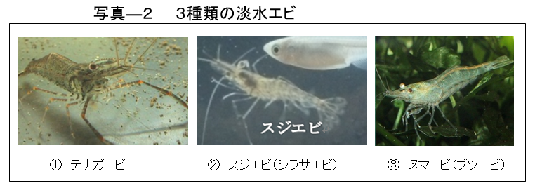 写真ー２　3種類の淡水エビ
